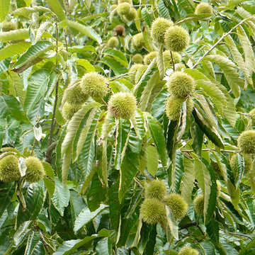 Image of blight resistant chestnut leaves.